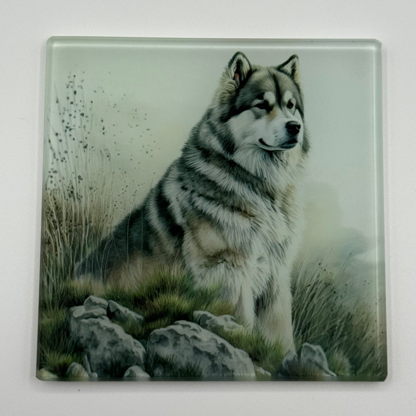 Alaskan Malamute Glass Square Coasters