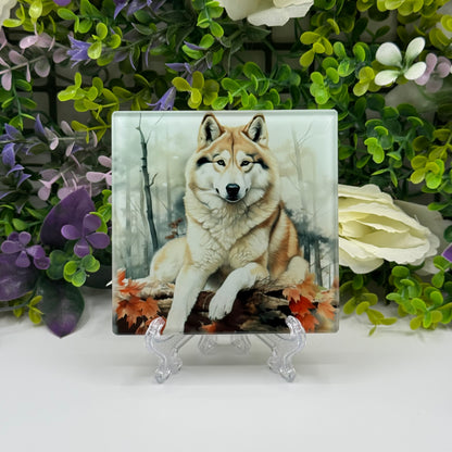 Husky Dog Glass Square Coaster