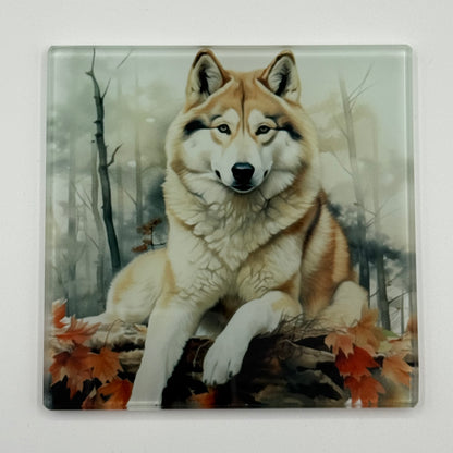 Husky Dog Glass Square Coaster