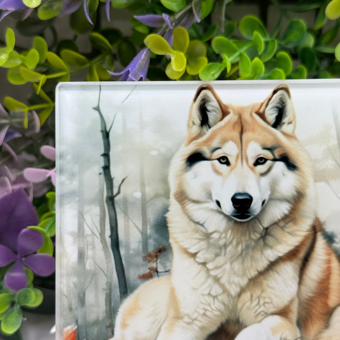 Husky Dog Glass Square Coaster