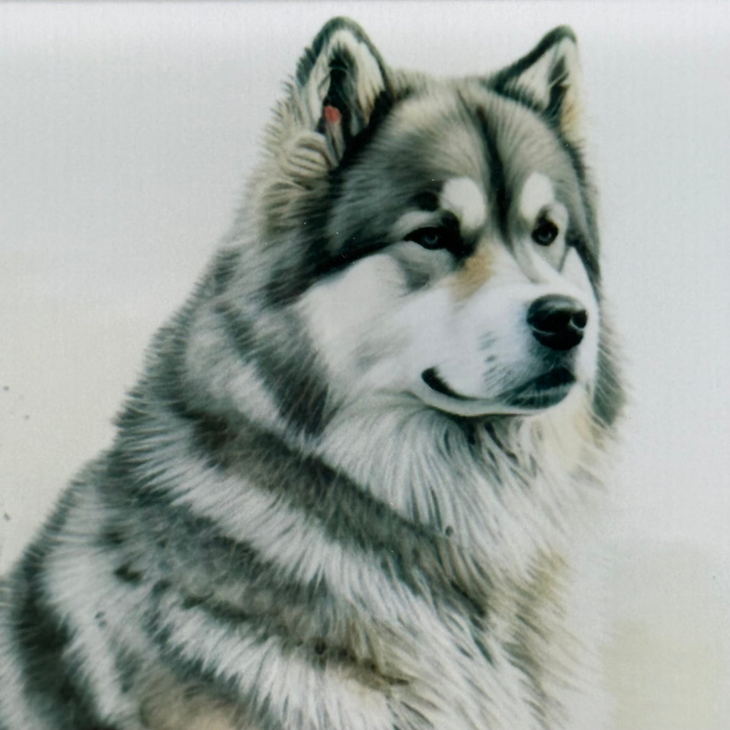 Alaskan Malamute Glass Square Coasters