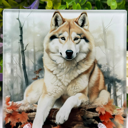 Husky Dog Glass Square Coaster
