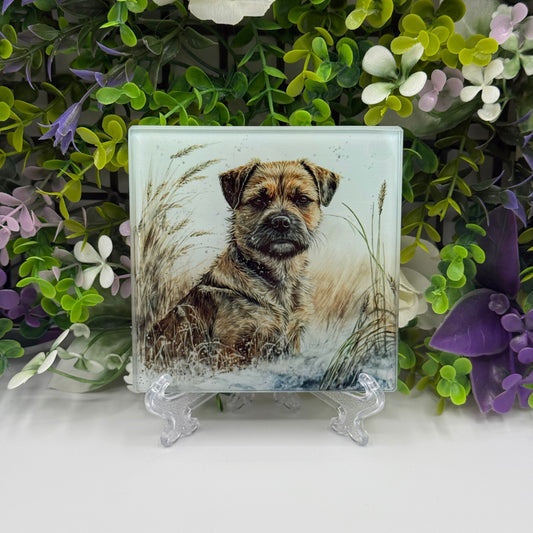 Border Terrier Glass Square Coasters