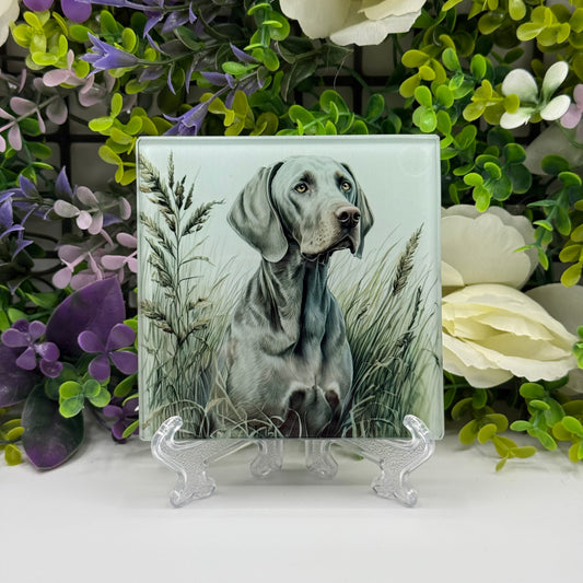 Weimaraner Glass Square Coaster