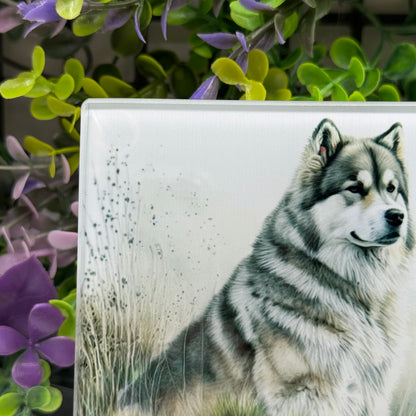 Alaskan Malamute Glass Square Coasters