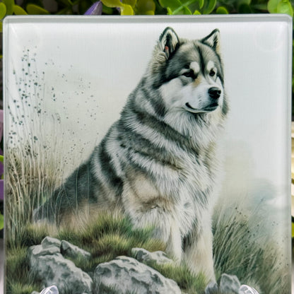 Alaskan Malamute Glass Square Coasters