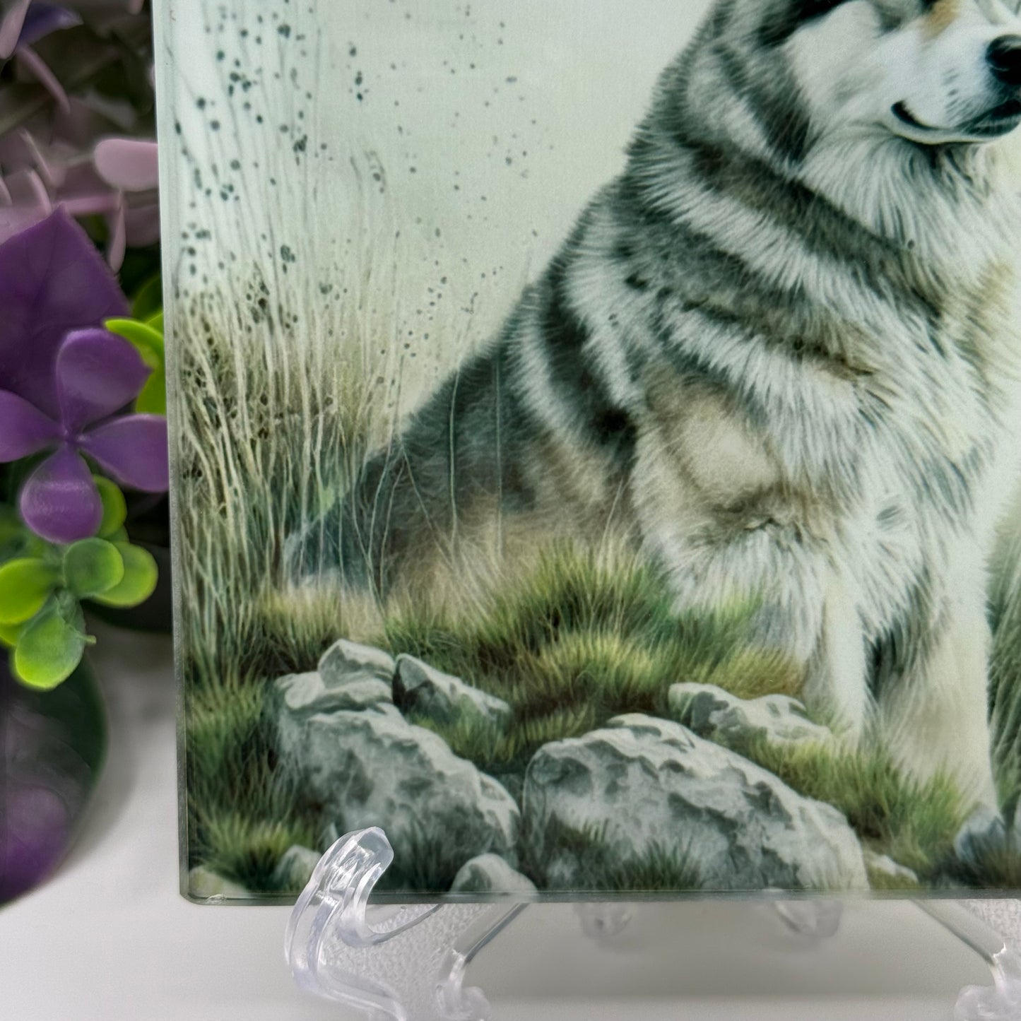 Alaskan Malamute Glass Square Coasters