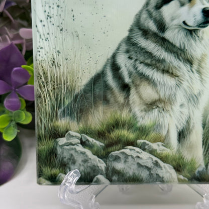 Alaskan Malamute Glass Square Coasters