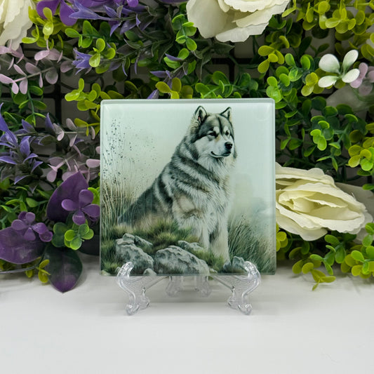 Alaskan Malamute Glass Square Coasters